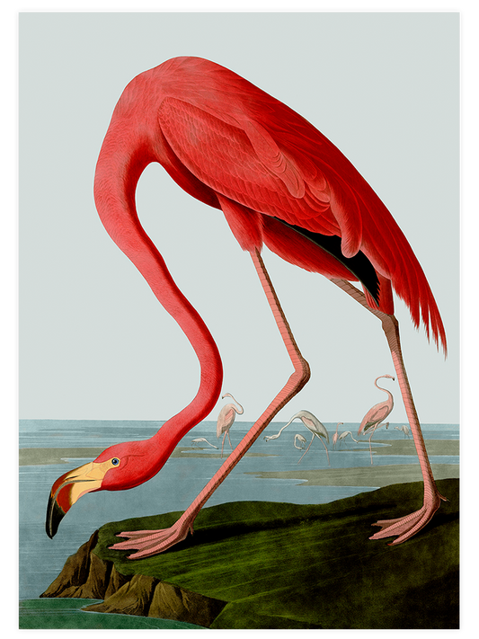 Vintage Flamingo & Pelikan - Poster Seti Duo