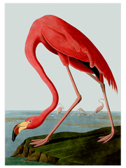 Vintage Flamingo & Pelikan - Poster Seti Duo