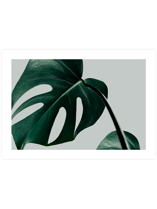 Monstera N2 Poster - Giclée Baskı