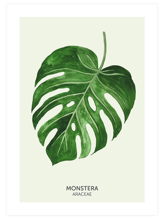 Monstera Yaprağı Poster - Giclée Baskı