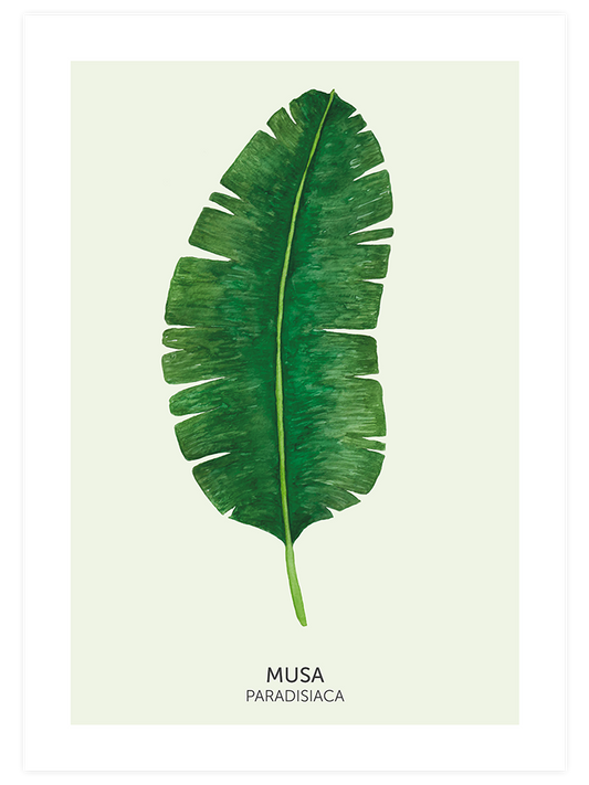 Musa Paradisiaca Poster - Giclée Baskı