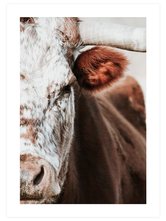 The Cow Poster - Giclée Baskı